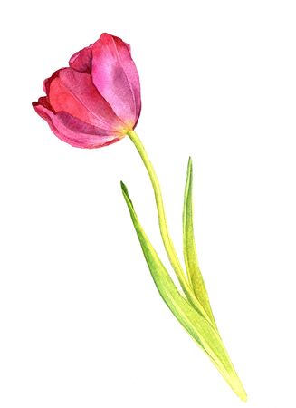 watercolor pink tulip, hand drawn isolated flower at white backgroundの写真素材