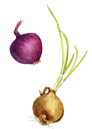 isolated red and yellow onion with green leaves drawing by watercolor, hand drawn watercolor illustrationの写真素材