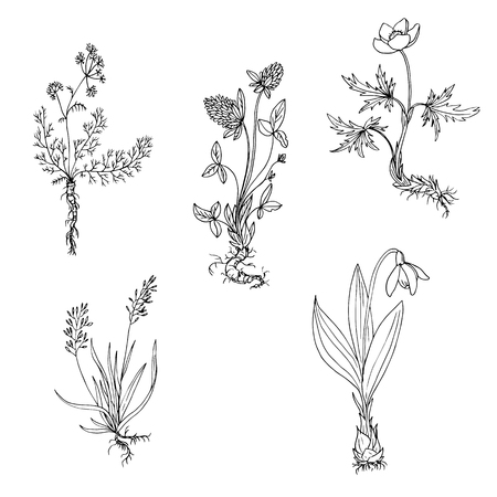 vector wild plants with roots, ink drawing herbs, hand drawn vector illustrationのイラスト素材