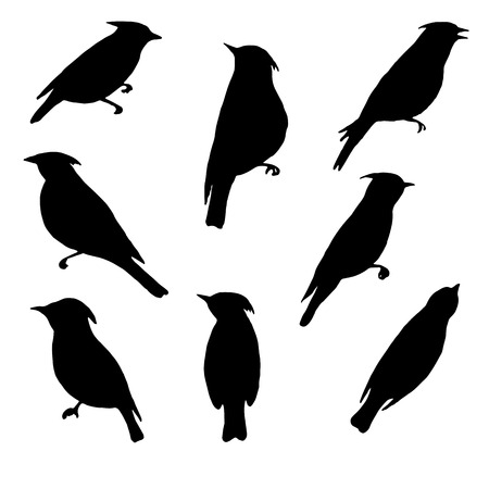 waxwings, vector set of birds silhouettes, hand drawn songbirds, isolated vector elementsのイラスト素材