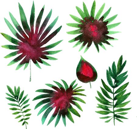 set of vector watercolor green  leaves of palm tree, exotic leaves, hand drawn vector design elementsのイラスト素材