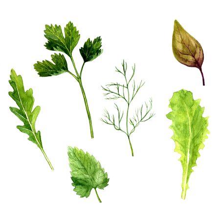 watercolor green potherb, leaves of parsley and arugula,dill palnt, mint and basil, set for salad, hand drawn illusttrationの写真素材