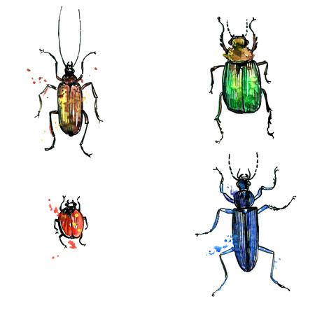 isolated beetles in different colors drawing by watercolor,hand drawn illustrationの写真素材