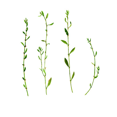 Set of watercolor drawing wild herbs, isolated painted plants, botanical illustration in vintage style, color floral elements, hand drawn natural imageの写真素材