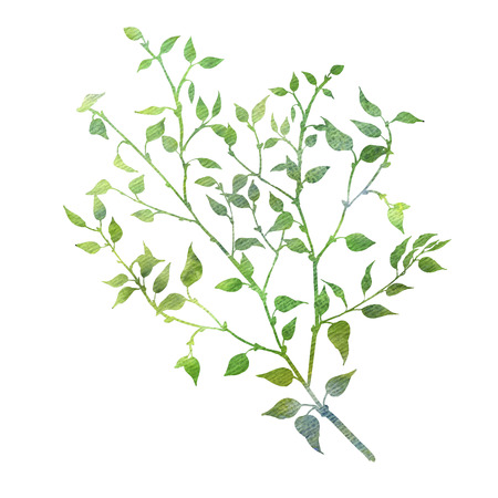 watercolor tree branches with leaves, green spring tree twig, isolated hand drawn floral elementの写真素材
