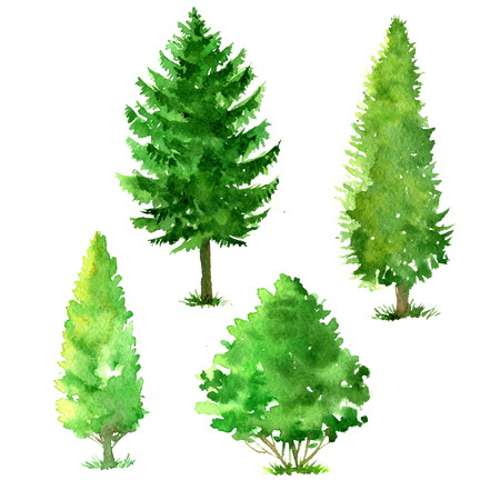 set of trees drawing by watercolor, conifers and deciduous, green foliage, isolated natural elements, hand drawn illustrationの写真素材