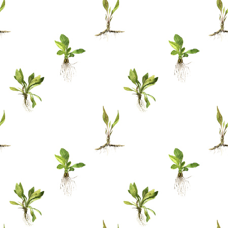 Seamless pattern with watercolor drawing herbs and grass with leaves and roots, painted wild plants, botanical illustration in vintage style, color drawing floral background, hand drawn ornamentの写真素材