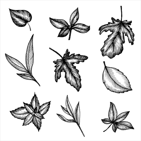 vintage vector floral set of isolated elements in victorian style, different leaves of trees and plants, ink drawing, imitation of engraving, hand drawn design elementsのイラスト素材