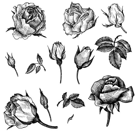 vintage vector floral set of isolated elements in victorian style, flowers, buds and leaves of roses, ink drawing, imitation of engraving, hand drawn design elementsのイラスト素材