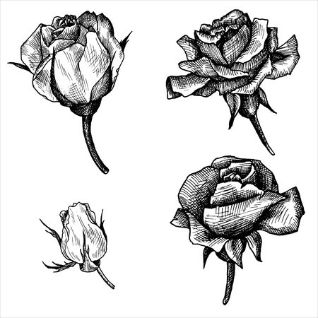 vintage vector floral set of isolated elements in victorian style, flowers, buds and leaves of roses, ink drawing, imitation of engraving, hand drawn design elementsのイラスト素材