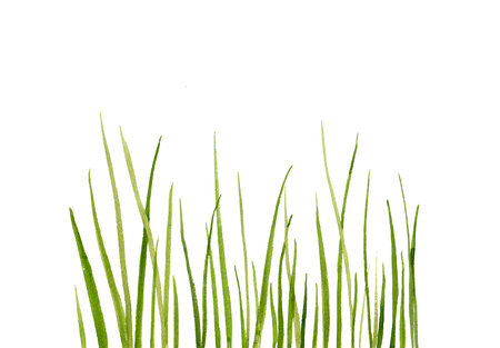 Watercolor drawing green grass, decorative herbal border, floral background, hand drawn natural templateの写真素材
