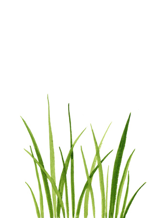 Watercolor drawing green grass, decorative herbal border, floral background, hand drawn natural templateの写真素材