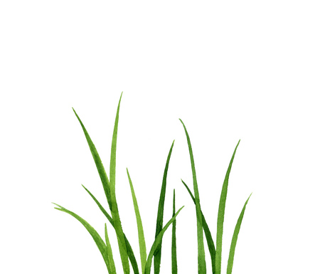 Watercolor drawing green grass, decorative herbal border, floral background, hand drawn natural templateの写真素材