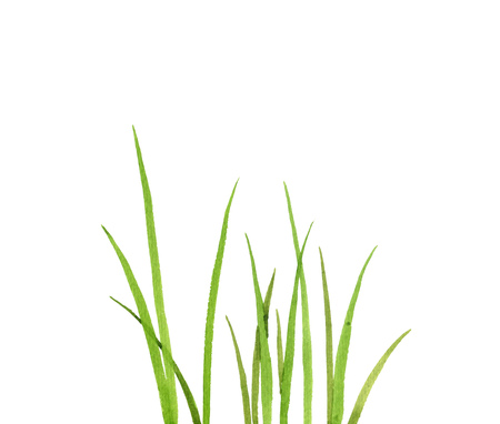 Watercolor drawing green grass, decorative herbal border, floral background, hand drawn natural templateの写真素材