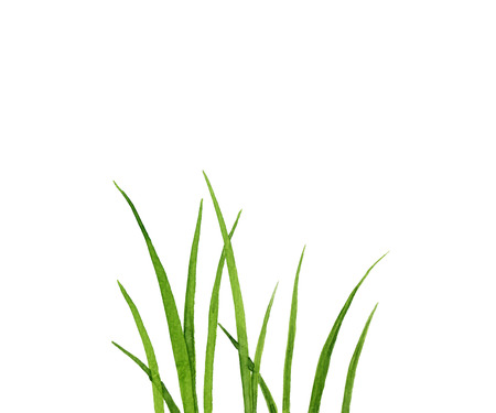 Watercolor drawing green grass, decorative herbal border, floral background, hand drawn natural templateの写真素材