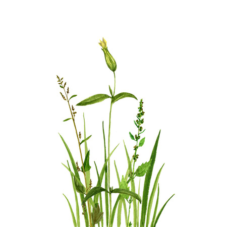 Watercolor drawing green grass and flowers,painted wild plants, decorative herbal border, floral background, hand drawn natural templateの写真素材