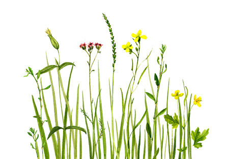 Watercolor drawing green grass and flowers,painted wild plants, decorative herbal border, floral background, hand drawn natural templateの写真素材
