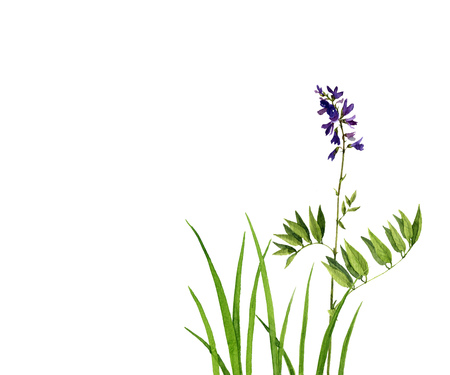 Watercolor drawing green grass and flowers,painted wild plants, decorative herbal border, floral background, hand drawn natural templateの写真素材