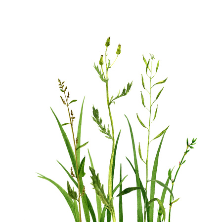 Watercolor drawing green grass, decorative herbal border, cereal wild plants, floral background, hand drawn natural templateの写真素材