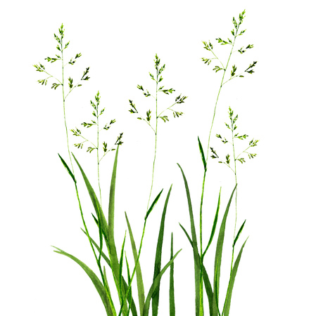 Watercolor drawing green grass, decorative herbal border, cereal wild plants, floral background, hand drawn natural templateの写真素材