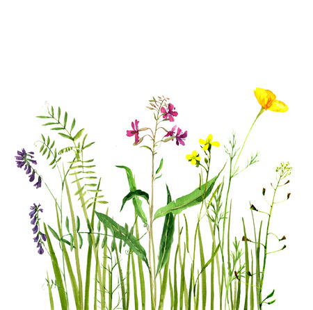 Watercolor drawing green grass and flowers,painted wild plants, decorative herbal border, floral background, hand drawn natural templateの写真素材