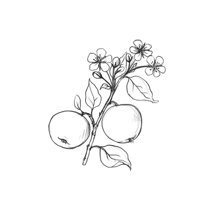 fruit tree branch with flowers, leaves and applesの写真素材