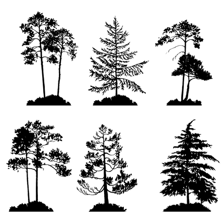 vector set of conifer treesのイラスト素材