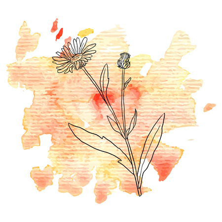 flower of calendula at watercolor backgroundのイラスト素材
