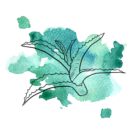aloe at watercolor backgroundのイラスト素材