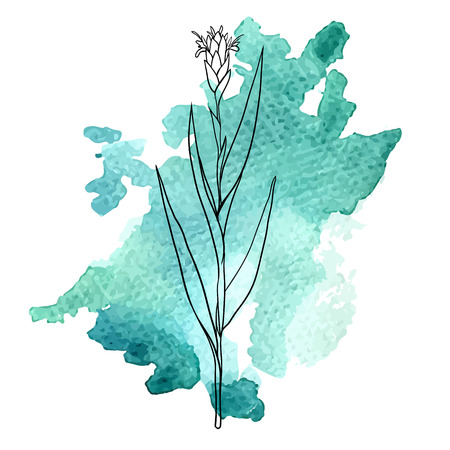 Ginger plant at watercolor backgroundのイラスト素材
