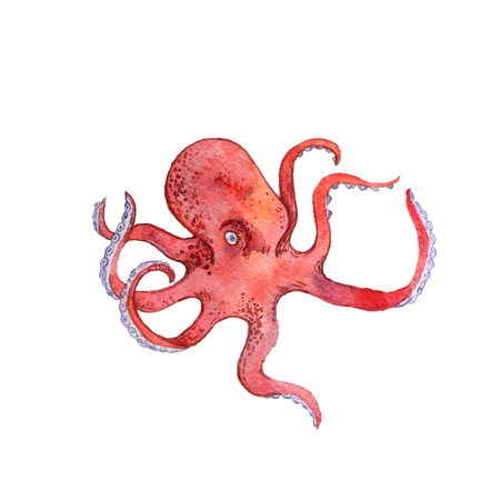 watercolor drawing red octopusの写真素材