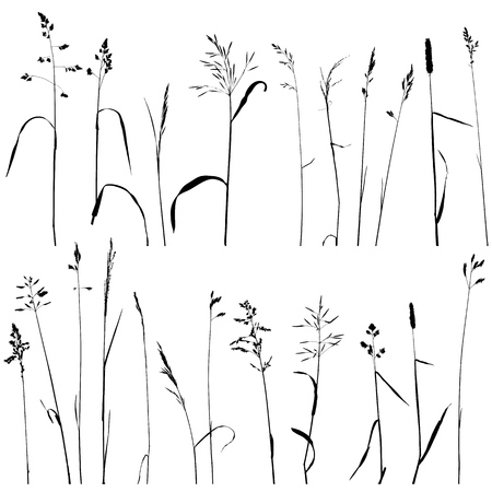 vector wild cereal plantsのイラスト素材