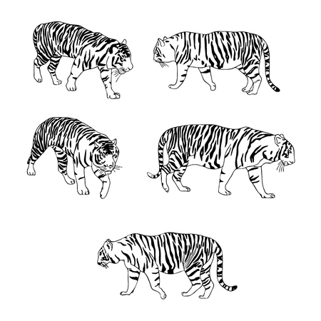 vector set of tigers, hand drawn animals isolated at white backgroundのイラスト素材