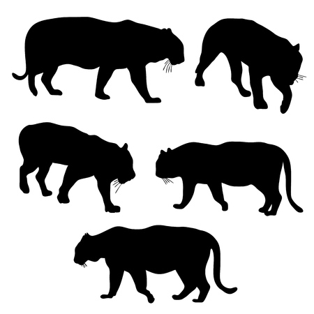 vector set of tigers silhouettes, hand drawn animals isolated at white backgroundのイラスト素材