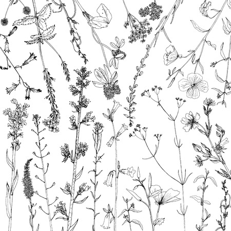 Background with ink drawing herbs and flowersのイラスト素材