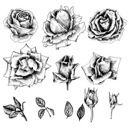 vintage vector floral setのイラスト素材