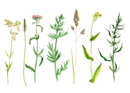 Set of watercolor drawing wild plants with flowers,buds and leaves, painted botanical illustration in vintage style, isolated color floral elements, hand drawn illustrationの写真素材