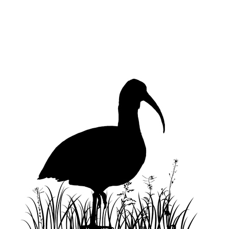 Ibis in grass silhouette.のイラスト素材
