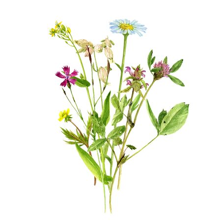 watercolor drawing flowers and plantsの写真素材