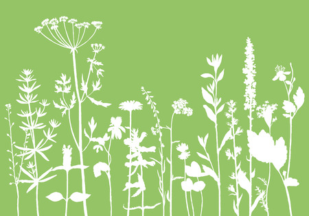Vector background with drawing wild plants, herbs and flowers, monochrome botanical illustration in vintage style, silhouette floral templateのイラスト素材