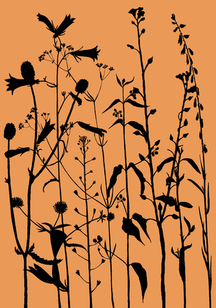 Vector background with drawing wild plants, herbs and flowers, monochrome botanical illustration in vintage style.のイラスト素材