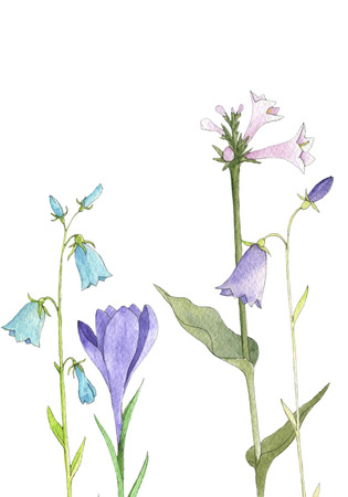 watercolor drawing flowersの写真素材