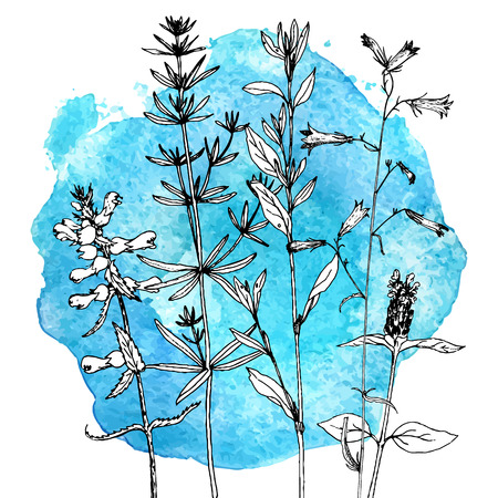 Drawing with herbs and flowersのイラスト素材