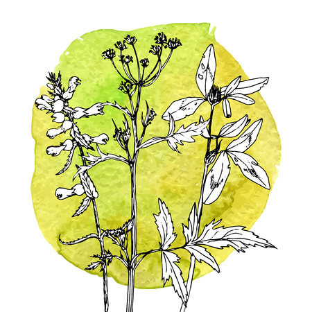 Botanical illustration in vintage style, floral templateのイラスト素材