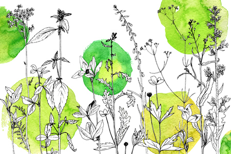 Background with drawing herbs and flowersのイラスト素材