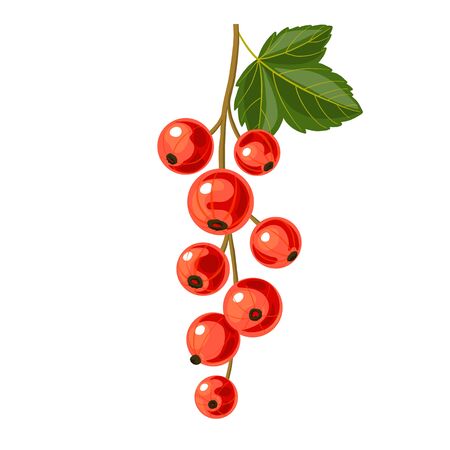 vector branch of red currant with green leaf, berries isolated at white backgroundのイラスト素材
