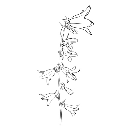 vector drawing bell flowers, isolated floral element, hand drawn botanical illustrationのイラスト素材