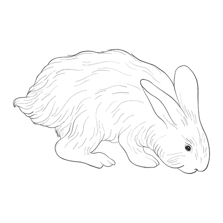 Sketch of rabbit isolated at white.のイラスト素材