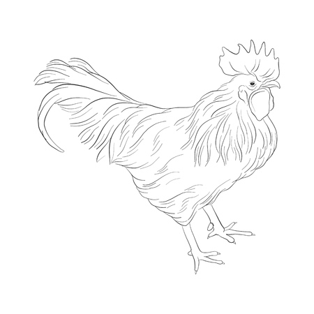 Sketch of rooster isolated at white.のイラスト素材