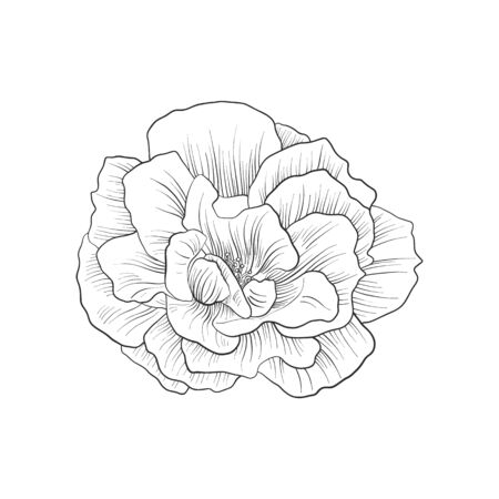 Drawing flower of rose illustration.のイラスト素材